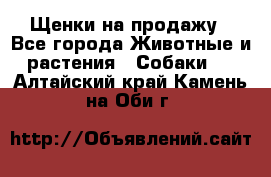 Щенки на продажу - Все города Животные и растения » Собаки   . Алтайский край,Камень-на-Оби г.